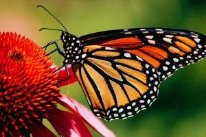 La presencia de la mariposa Monarca aumenta 64% en los bosques de hibernación mexicanos