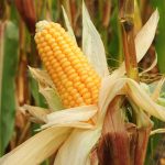 La industria de alimentos balanceados busca garantizar su acceso estratégico a las materias primas