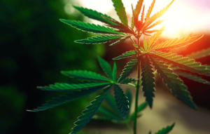 Mundial 2026: falta de regulación del cannabis en México expone la salud
