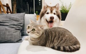 Mitsubishi Motors de México y Zadrigman anuncian la segunda edición de “Operación Patitas” con la meta de superar las 7 toneladas de alimento para perritos en situación vulnerable