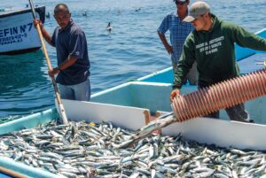 Súper Niño, fenómeno meteorológico que amenaza la pesca en México