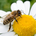 Importancia de las abejas