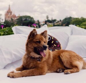 Necesario el cuidado dental en perros y gatos