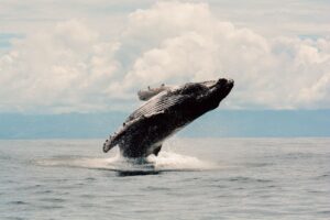 El arte llega a los tribunales para defender al Golfo de California: artistas presentarán sus obras como amicus curiae en el juicio de las ballenas