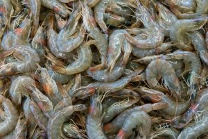 Mantiene Conapesca diálogo permanente con acuacultoras y acuacultores de camarón