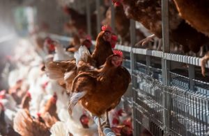 La nutrición avícola, clave para garantizar la calidad de una de las proteínas favoritas de los mexicanos