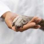 Desafíos de la medicina veterinaria y el bienestar animal.