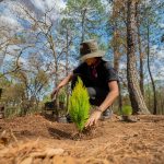 Pinol une fuerzas para preservar los bosques