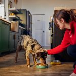 Un vínculo redefinido: La evolución del cuidado de las mascotas