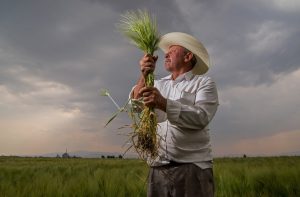 Consolida sector agropecuario su crecimiento económico