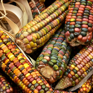 AGRICULTURA pone en marcha nueva ruta de comercialización justa del maíz