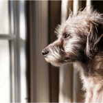 Lo valioso de adoptar un canino mestizo