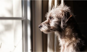 Presentan primera indicación terapéutica contra gusano barrenador en perros ante más de 8,500 casos en México