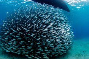 Economía azul: por qué los blue foods y la pesca artesanal son el futuro sostenible del planeta