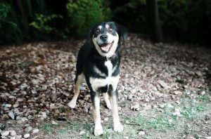 Las alertas por mascotas perdidas aumentan un 64% en México a medida que la tecnología transforma el cuidado de las mascotas