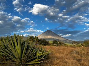 Reforesta Arca Continental con 40 mil agaves nativos para impulsar la seguridad hídrica en Coahuila