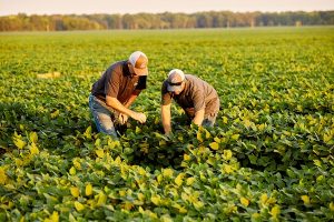 Syngenta acerca la innovación al campo mexicano 