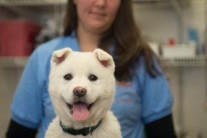 Un cachorro sano hoy,  será un perro feliz mañana
