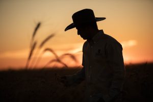 Bimbo supera las 500 mil hectáreas de cultivo en agricultura regenerativa