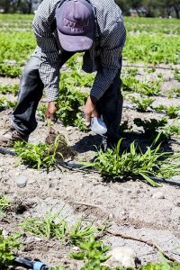 ¿Qué le falta al campo mexicano para tecnificarse?