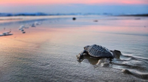 La mejor temporada de liberación de tortugas está en Nayarit