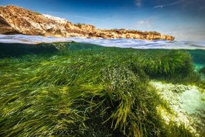 La Fundación MSC y Vellmarí lanzan «Bahías Someras del Mediterráneo»