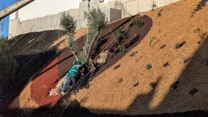 REDD impulsa infraestructura verde para reducir el riesgo de deslaves en Tijuana