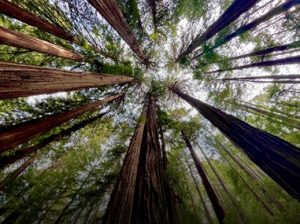 Este verano disfruta los beneficios a la salud que te ofrece la naturaleza