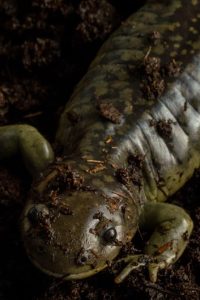 De Xochimilco al laboratorio: el ajolote mexicano reunirá en la UNAM a científicos que estudian uno de los fenómenos más extraordinarios de la naturaleza